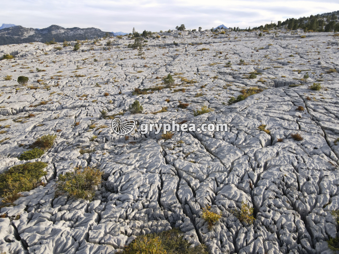 Lapiaz - Parmelan (Haute Savoie, France) - gryphea.com